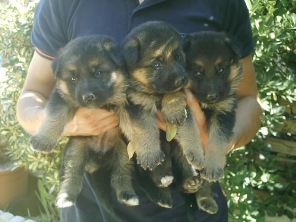 Ultima semana para conseguir tu cachorro Pastor Alemán