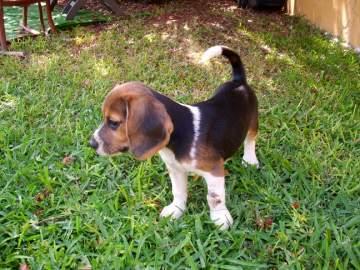 BEAGLES PRECIOSA CAMADA