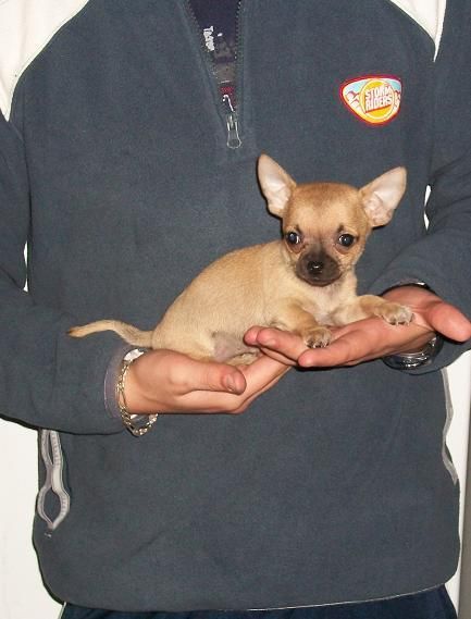 cachorritos de chihuahua  toy