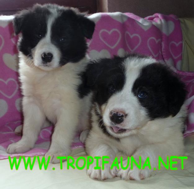 CACHORROS BORDER COLLIES PRECIOSOS OFERTA