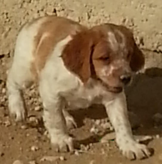 Cachorros de epagneul breton