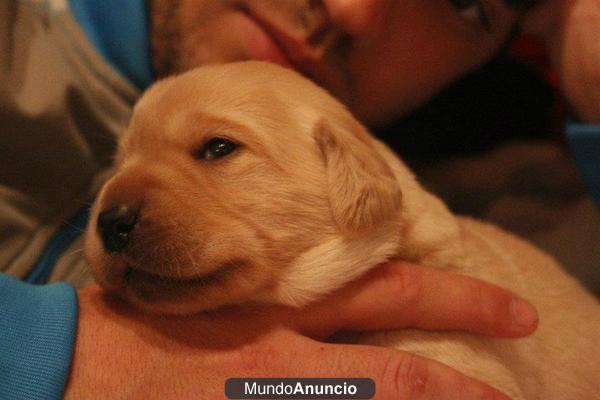 Cachorros de Labrador