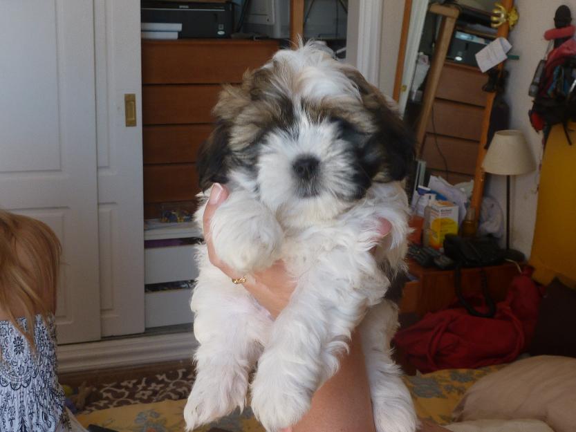 cachorros shih tzu disponible ya