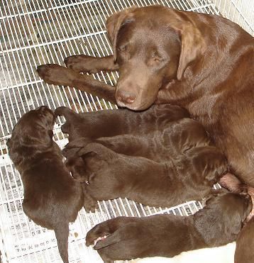 Magnífico chocolate labrador