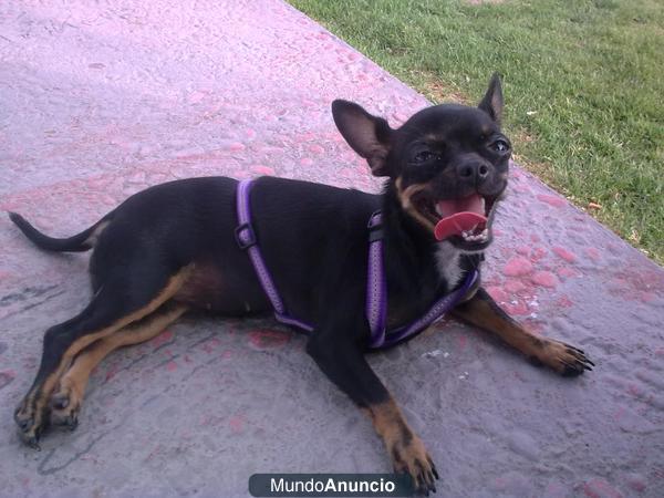 Se ha perdido chihuahua de color negro