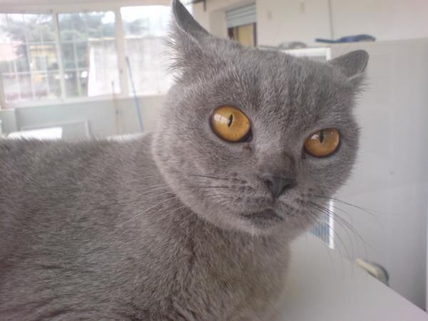 British  Shorthair camadas, cachorros venta