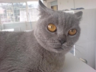 British Shorthair camadas, cachorros venta - mejor precio | unprecio.es