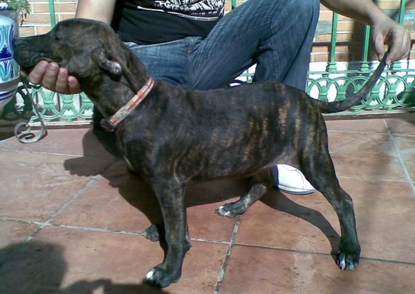 CACHORRO AMERICAN PITBULL HEMBRA