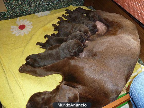 Camada Labrador Retriever Chocolate