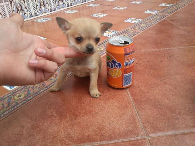 Chihuahua con muy buenos jenes