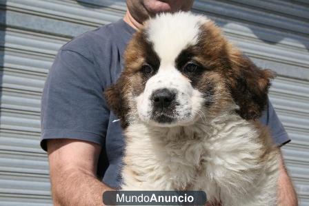 Impresionantes cachorros de san bernardo