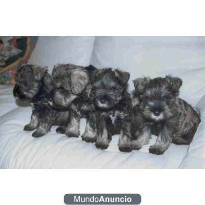 LIBRE Cachorritos Schnauzer Hermosos