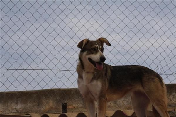 Loise, perrita 1 año busca hogar