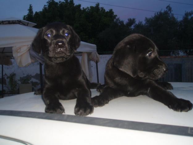 Magníficos cachorros de Labrador Retriever con pedigree, solo 200 euros cada.