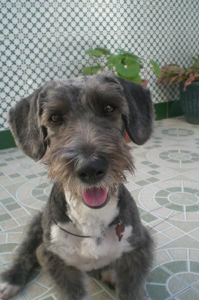 se regala a billy (adopcion)