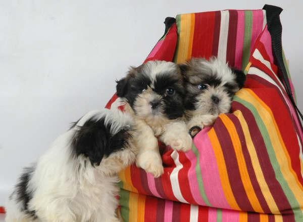 Verdaderos Shih-tzu de pura raza