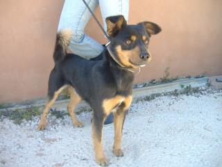 ZAK PERRITO PEQUEÑO EN LA PERRERA