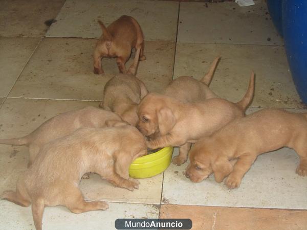 Beagles y Basset leonados