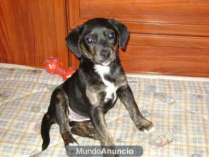 CACHORRITA CRUCE DE JACK RASELL EN ADOPCION!!!