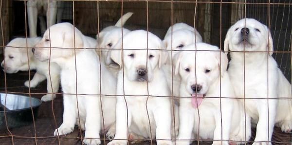 Cachorritos de labrador dorado