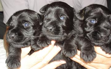 Cachorros Schnauzer Mediano S&P (estandar, standar)