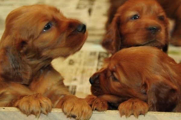 Cachorros Setter Irlandes