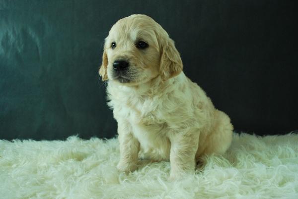 Golden Retriever alta calidad Autenticos de raza