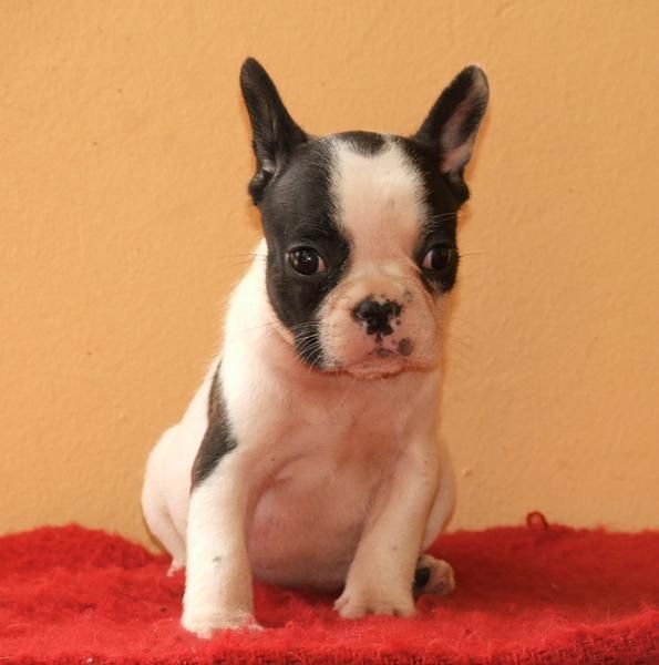 Perfeccione el cachorro de buldog francés para la adopción.