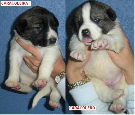 Preciosos perritos en adopcion