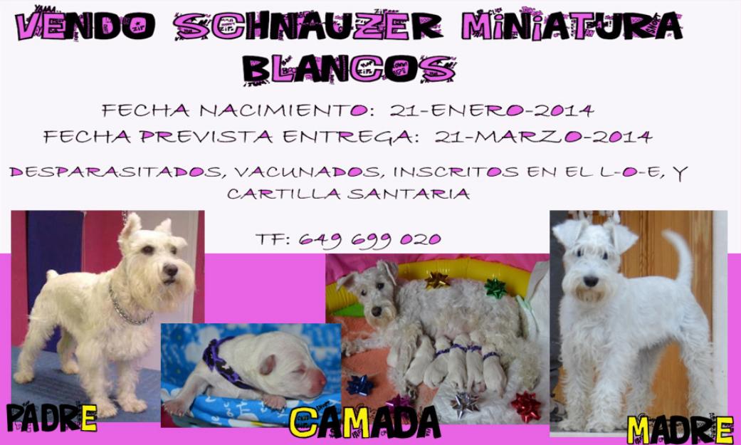 schnauzers miniatura blancos