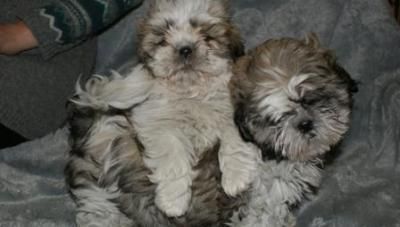 SHIH-TZU, cachorro