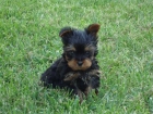 yorkshire terrier,macho,linea coramonte ,excellente pedigree. - mejor precio | unprecio.es