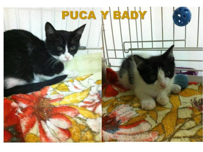 Puça y bady 2 bb's de gato enjaulados urge acogida