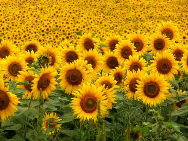 ACEITE DE GIRASOL EUROPEIZADO