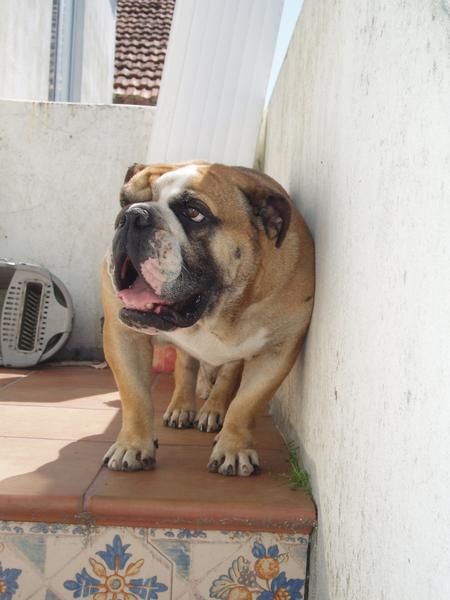 bulldog ingles muy urgente