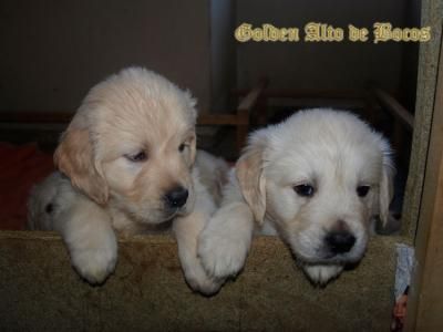 Cachorros Golden Retriever