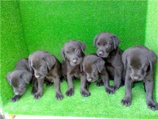 Cachorros Labrador negro