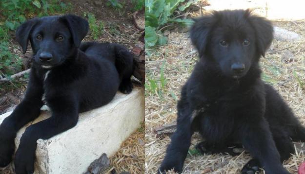 Cachorros Pastor Belga en adopcion