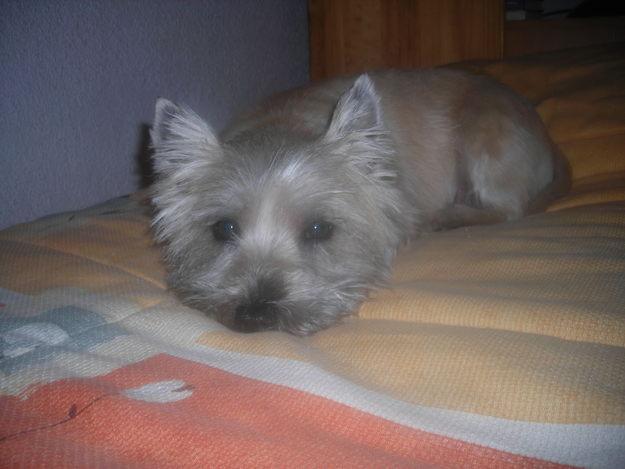 Cairn terrier hembra busca macho para monta