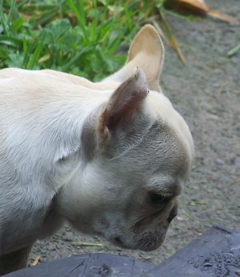 excelente francés Bulldog Cachorros.