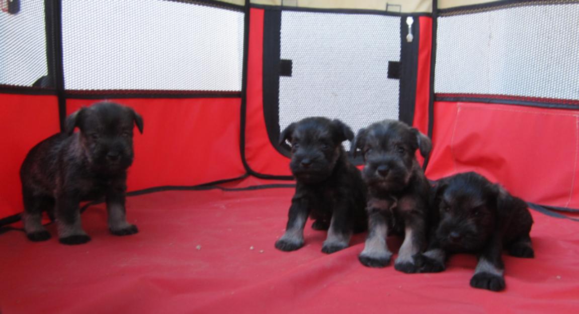 Schnauzers minis, preciosa camada de color sal y pimienta