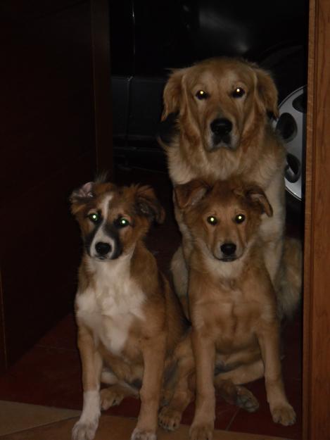 Se regala Golden Retreiver y dos pastores vascos.