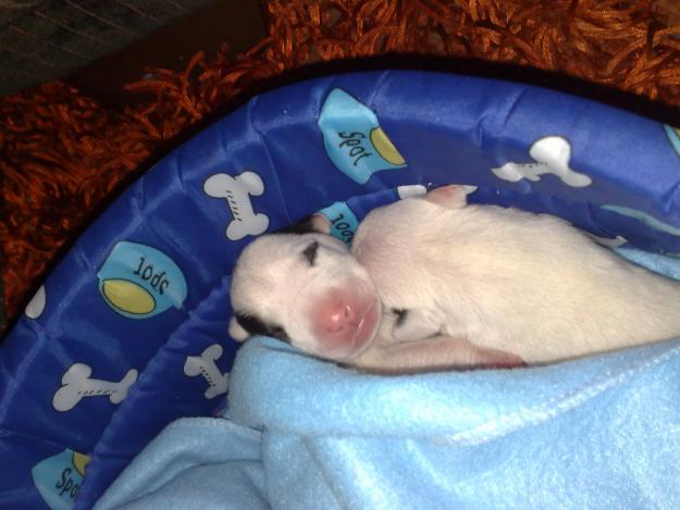 se venden preciosos cachorros bull terrier ingles