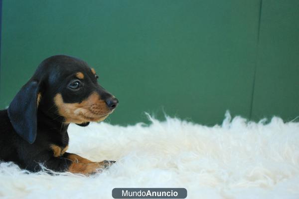 teckel super mini, cachorritos de dos meses , www.doogs.es