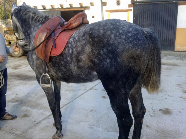 Caballo anglo-luso 6 años impresionante