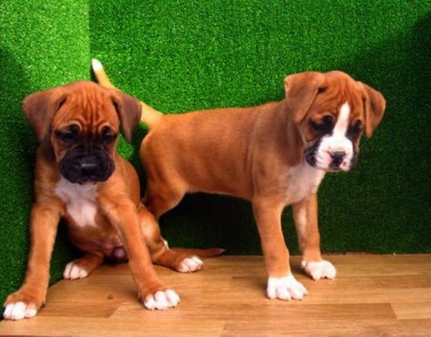 BOXER LEONADOS, PRECIOSOS CACHORRITOS.  190€