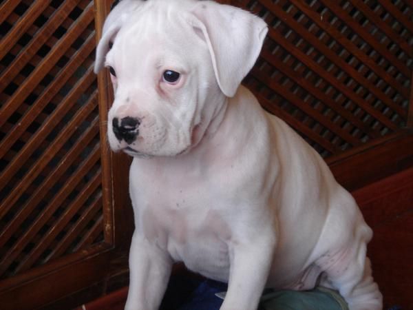 cachorro boxer blanco