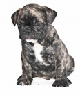 CACHORROS BULLDOG FRANCES - mejor precio | unprecio.es