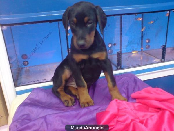 DOBERMAN, CACHORROS, VENTA CRIADERO.