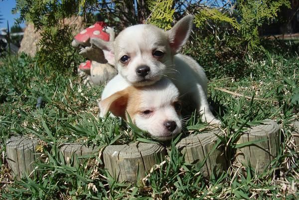 Pequeños chihuahuas